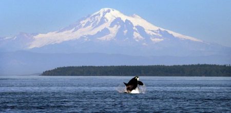 Puget Sound Salmon Fishing or Whale Watching Day Trip with Food & Beverage – For 4